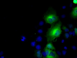 m06712 1 anti bhmt mouse monoclonal antibody clone id oti3e11 if testing 6