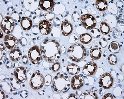 Immunohistochemical staining of paraffin-embedded Kidney tissue within the normal limits using anti-BHMT mouse monoclonal antibody
