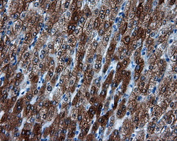 Immunohistochemical staining of paraffin-embedded liver tissue within the normal limits using anti-BHMT mouse monoclonal antibody