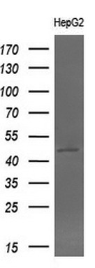 Western blot analysis of extracts (10ug) from 1 cell line by using anti-BHMT monoclonal antibody (1:200)