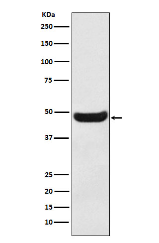Western blot analysis of BHMT expression in Human fetal kidney lysate