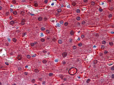 m06712 bhmt primary antibodyes ihc testing 2