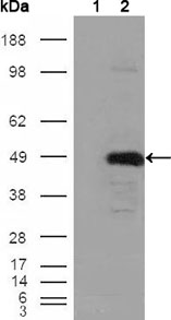 m06712 bhmt primary antibodyes wb testing 1