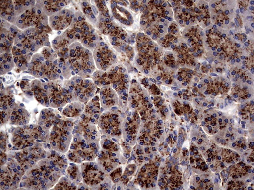 Immunohistochemical staining of paraffin-embedded Human pancreas tissue within the normal limits using anti-PDE1A mouse monoclonal antibody