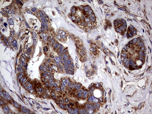 m06723 anti pde1a mouse monoclonal antibody clone id oti7d5 ihc testing 6