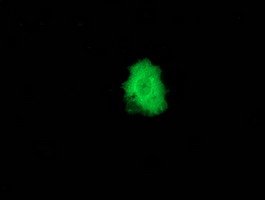Anti-PPM1G mouse monoclonal antibody (M06725) immunofluorescent staining of COS7 cells transiently transfected by pCMV6-ENTRY PPM1G
