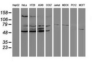 Western blot analysis of extracts (35ug) from 9 different cell lines by using anti-PPM1G monoclonal antibody (HepG2: human; HeLa: human; SVT2: mouse; A549: human; COS7: monkey; Jurkat: human; MDCK: canine; PC12: rat; MCF7: human)