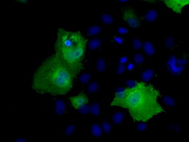 m06726 anti ric8 ric8a mouse monoclonal antibody clone id oti3g3 if testing 4