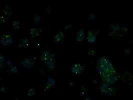 m06726 anti ric8 ric8a mouse monoclonal antibody clone id oti3g3 if testing 5