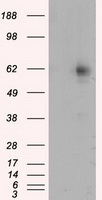 m06726 anti ric8 ric8a mouse monoclonal antibody clone id oti3g3 wb testing 1