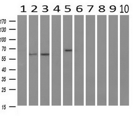 m06726 anti ric8 ric8a mouse monoclonal antibody clone id oti3g3 wb testing 2