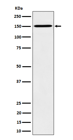 Western blot analysis of HDLBP expression in HeLa cell lysate