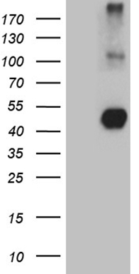 m06730 anti negr1 mouse monoclonal antibody clone id oti3g8 wb testing 1