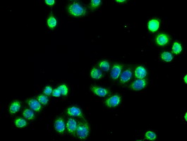 Immunofluorescent staining of HT29 cells using anti-SIGLEC9 mouse monoclonal antibody (M06748-1)
