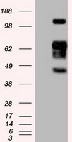 HEK293T cells were transfected with the pCMV6-ENTRY control (Left lane) or pCMV6-ENTRY SIGLEC9 (Right lane) cDNA for 48 hrs and lysed