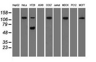 Western blot analysis of extracts (35ug) from 9 different cell lines by using anti-SIGLEC9 monoclonal antibody
