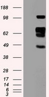 HEK293T cells were transfected with the pCMV6-ENTRY control (Left lane) or pCMV6-ENTRY SIGLEC9 (Right lane) cDNA for 48 hrs and lysed