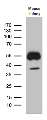 Western blot analysis of extracts (35ug) from mouse kidney tissue lysate by using anti-KLF7 monoclonal antibody (1:500)