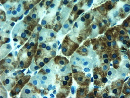 Immunohistochemical staining of paraffin-embedded pancreas within the normal limits using anti-AMY2A (M06771) mouse monoclonal antibody (Heat-induced epitope retrieval by 10mM citric buffer