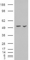 HEK293T cells were transfected with the pCMV6-ENTRY control (Left lane) or pCMV6-ENTRY AMY2A (Right lane) cDNA for 48 hrs and lysed