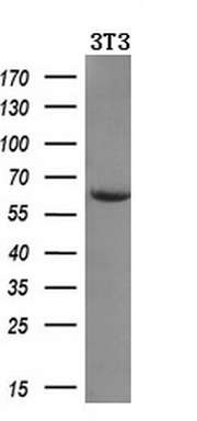 Western blot analysis of extracts (10ug) from a mouse cell line by using anti-AMY2A monoclonal antibody (1:200)