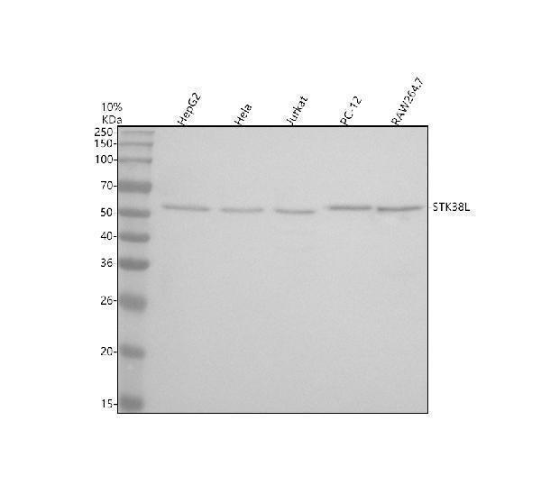 m06774 stk38l primary antibodies wb testing 1_2