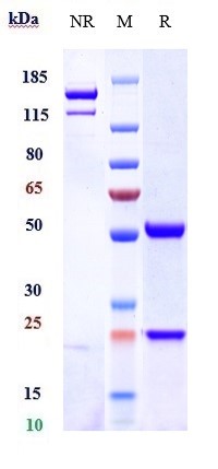 Anti-INHBA/Activin A Reference Antibody (garetosmab) on SDS-PAGE under reducing (R) condition