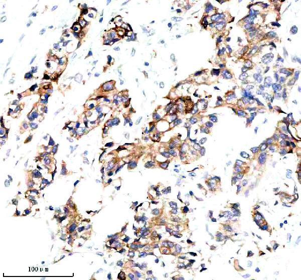 m06791 1 krt15 primary antibodies ihc testing 2_1