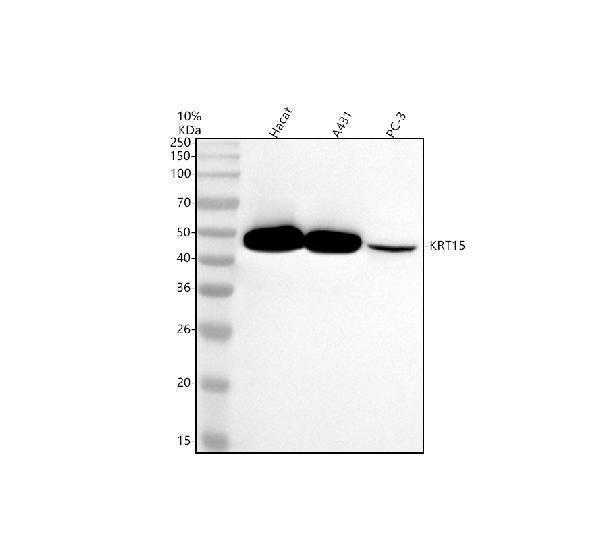 m06791 1 krt15 primary antibodies wb testing 1_1