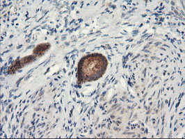 m06794 anti psma4 mouse monoclonal antibody clone id oti1h10 ihc testing 4