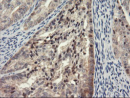 m06794 anti psma4 mouse monoclonal antibody clone id oti1h10 ihc testing 5