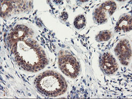 m06794 anti psma4 mouse monoclonal antibody clone id oti1h10 ihc testing 6