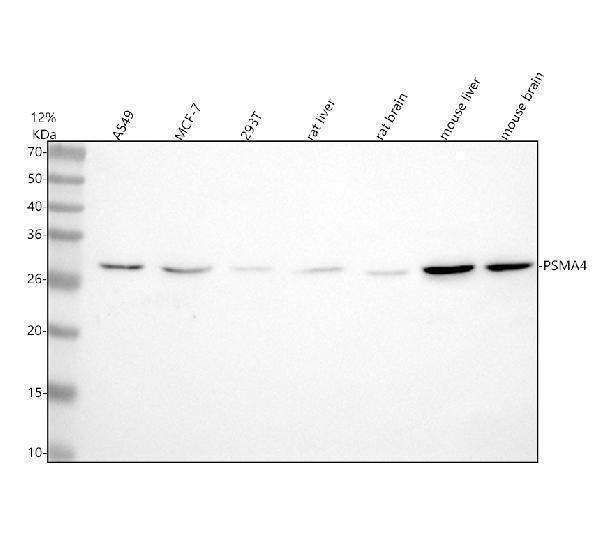 m06794 psma4 primary antibodies wb testing 1