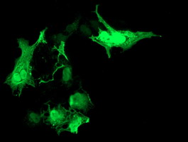 m06806 2 anti rasd2 mouse monoclonal antibody clone id oti1f7 if testing 5