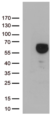 m06812 anti aldh4a1 mouse monoclonal antibody clone id oti1h10 wb testing 1