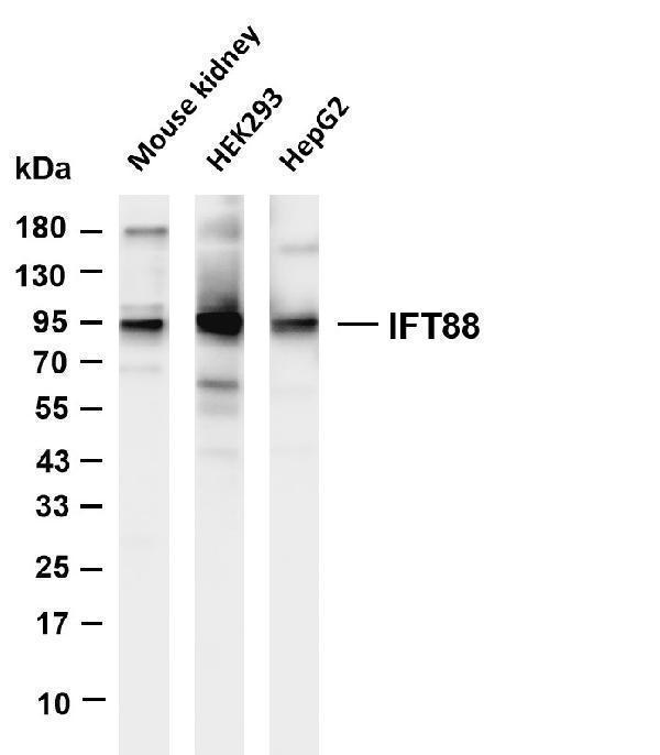m06814 1 ift88 primary antibodies wb testing 1