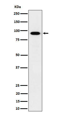 Western blot analysis of IFT88 expression in HepG2 cell lysate