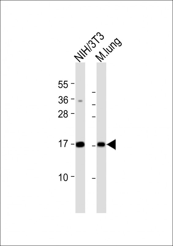 All lanes : Anti-H3f3b Antibody (C-Term) at 1:8000 dilutionLane 1: NIH/3T3 whole cell lysateLane 2: mouse lung lysateLysates/proteins at 20 µg per lane