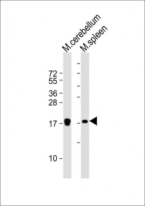 All lanes : Anti-H3f3b Antibody (C-Term) at 1:2000 dilutionLane 1: mouse cerebellum lysateLane 2: mouse spleen lysateLysates/proteins at 20 µg per lane