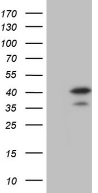m06825 1 anti mad2l1 binding protein mad2l1bp mouse monoclonal antibody clone id oti3c11 wb testing 1
