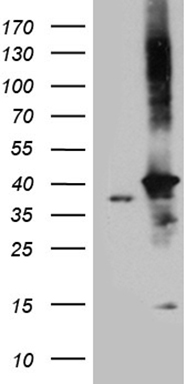 m06835 anti dnajb4 mouse monoclonal antibody clone id oti2f8 wb testing 1