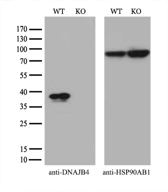 m06835 anti dnajb4 mouse monoclonal antibody clone id oti2f8 wb testing 2