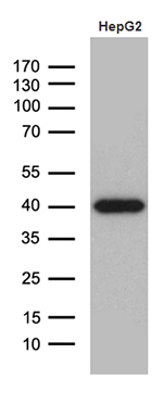 m06835 anti dnajb4 mouse monoclonal antibody clone id oti2f8 wb testing 3