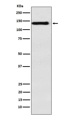Western blot analysis of Integrin alpha 9 expression in HepG2 cell lysate