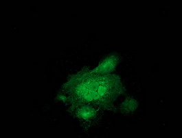 m06859 1 anti eb2 mapre2 mouse monoclonal antibody clone id oti1a3 if testing 8