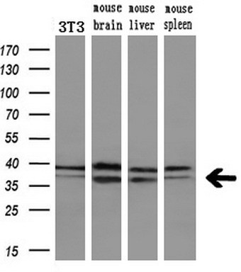 m06859 1 anti eb2 mapre2 mouse monoclonal antibody clone id oti1a3 wb testing 4