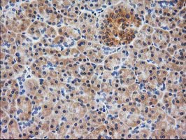 m06859 anti eb2 mapre2 mouse monoclonal antibody clone id oti7a2 ihc testing 3