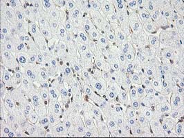 m06859 anti eb2 mapre2 mouse monoclonal antibody clone id oti7a2 ihc testing 9