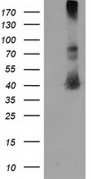 m06859 anti eb2 mapre2 mouse monoclonal antibody clone id oti7a2 wb testing 1