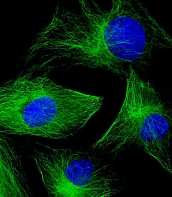 Immunofluorescent analysis of 4% paraformaldehyde-fixed, 0